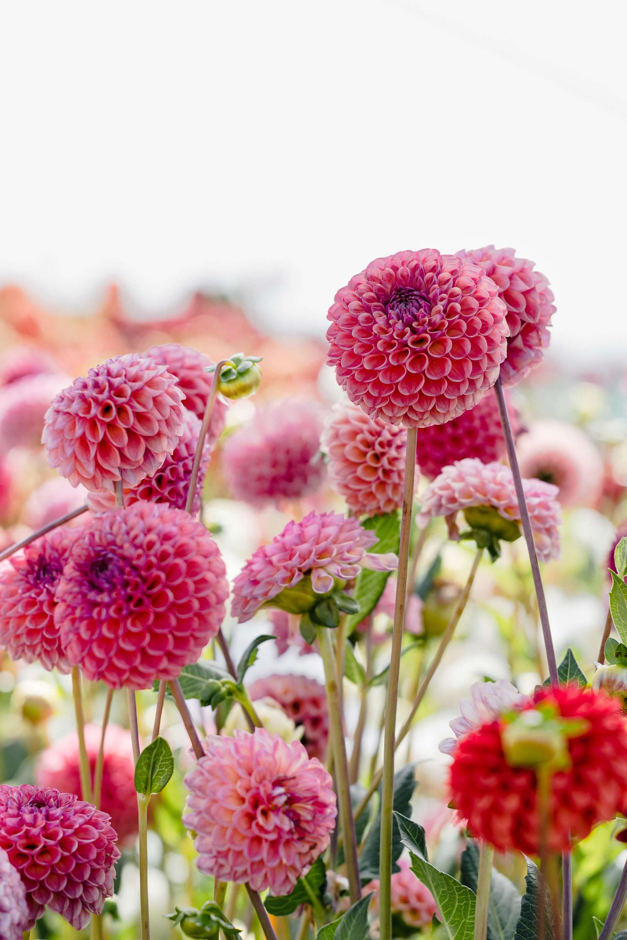 Dahlia 'Caitlin's Joy'